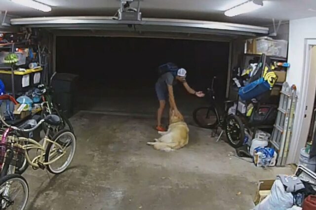 Ladro di biciclette accarezza il Golden Retriever di casa prima di fuggire con la refurtiva