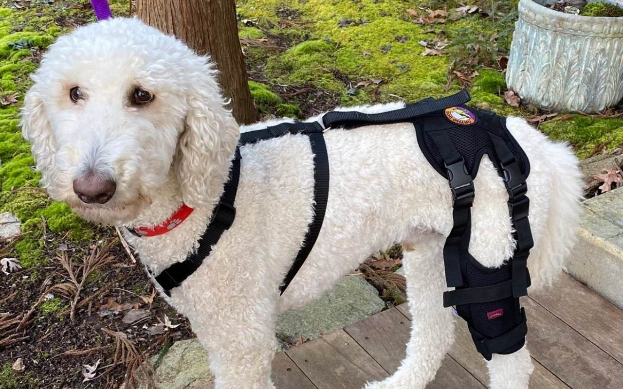 cane bianco con il tutore