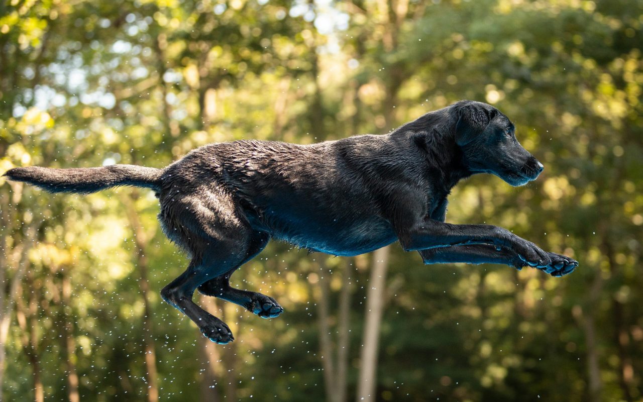 cane nero che salta