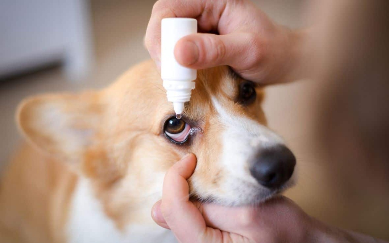 mettere il collirio nell'occhio di un cane di piccola taglia