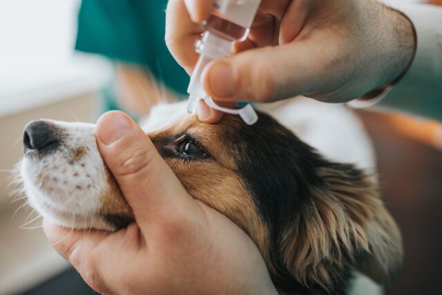 Come mettere il collirio al cane senza impazzire