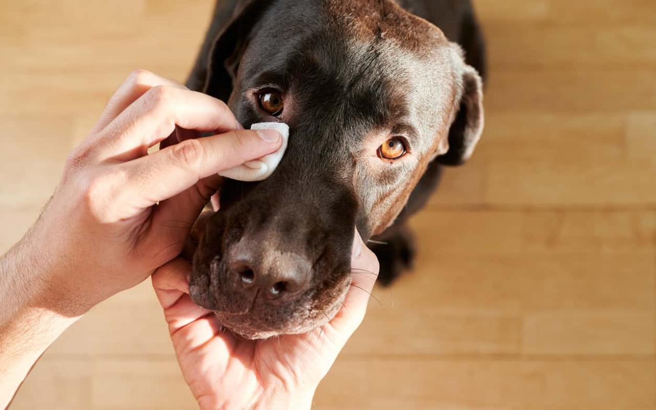 persona che pulisce l'occhio del suo cane con una garza