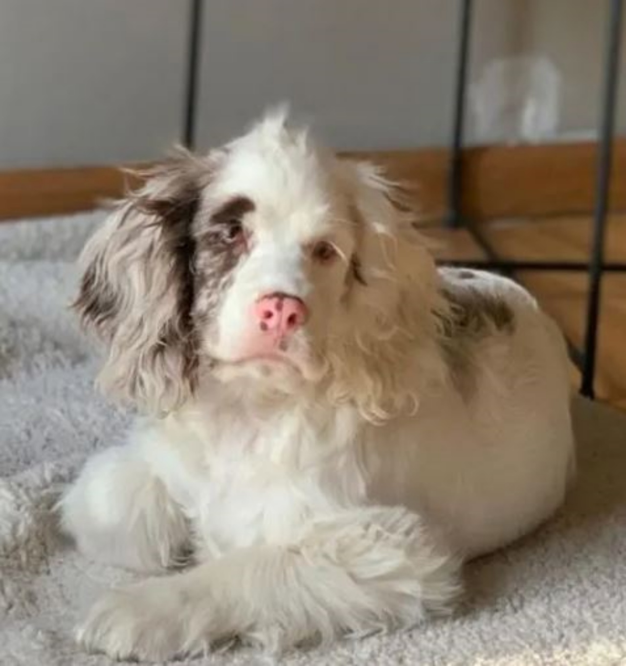 una  cagnolina di nome Nellie