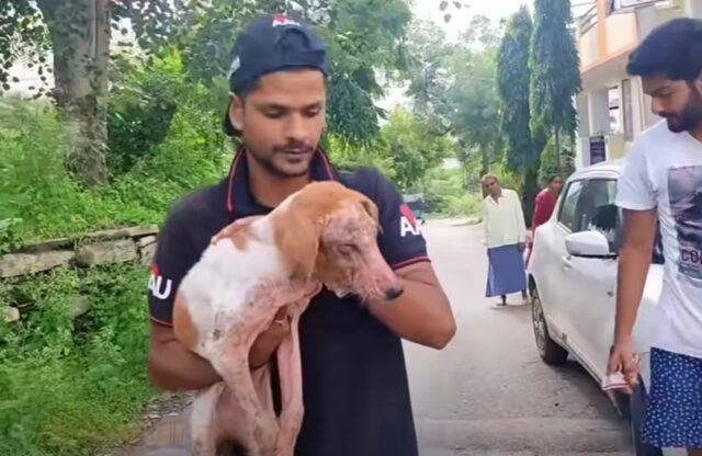 Cane salvato in strada