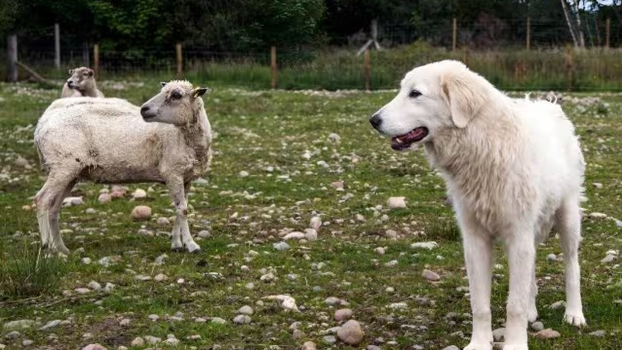 Pastore Maremmano Abruzzese