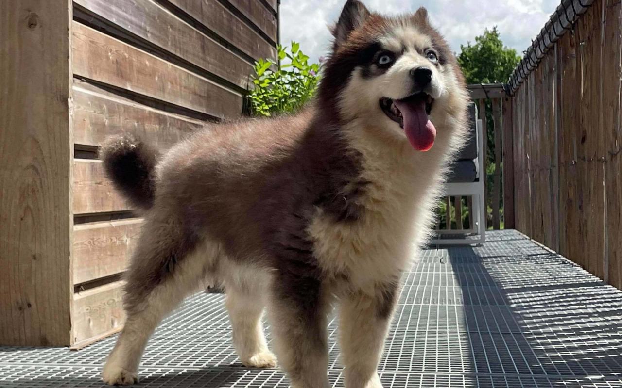 cagnolino col pelo bianco e marrone