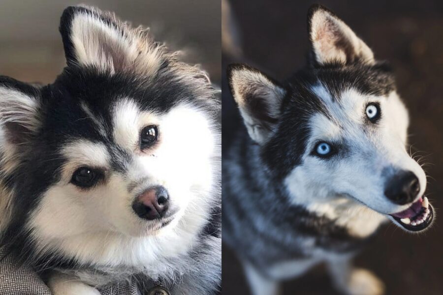 Pomsky vs Husky: quale scegliere e in cosa si somigliano