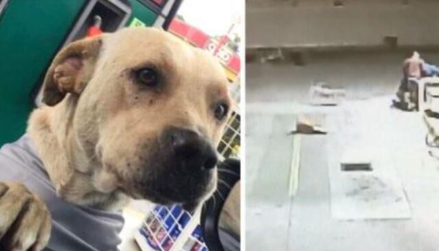 I gestori di una pompa di benzina adottano un cane, e lui ricambia la loro fiducia durante una rapina