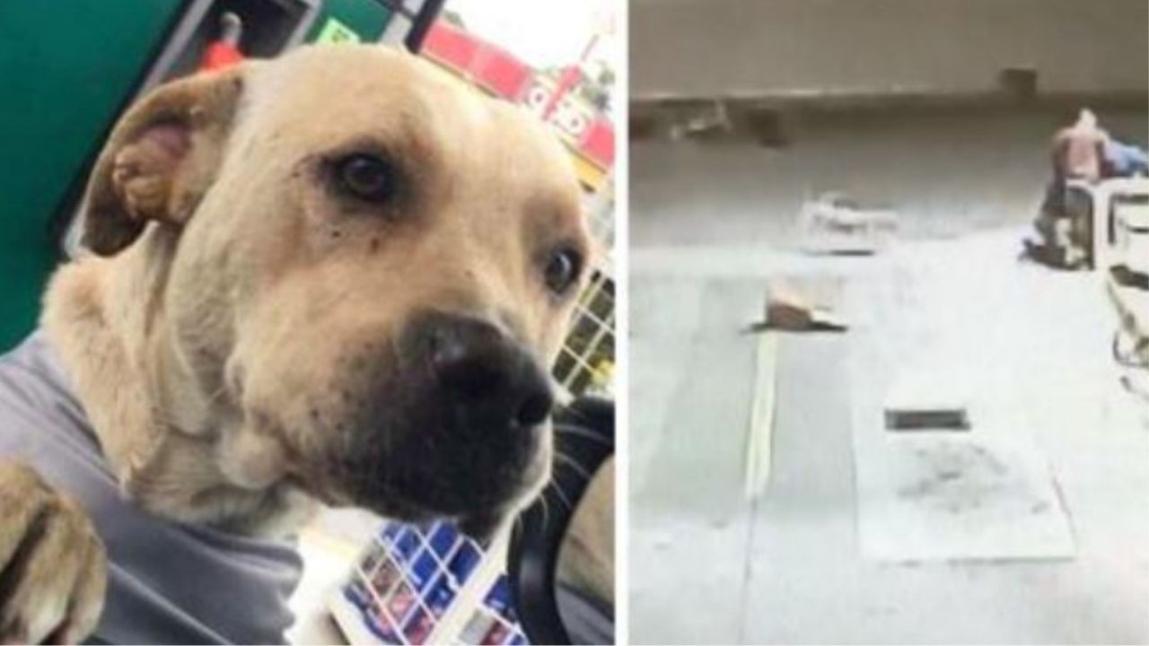 un cane in una stazione di servizio