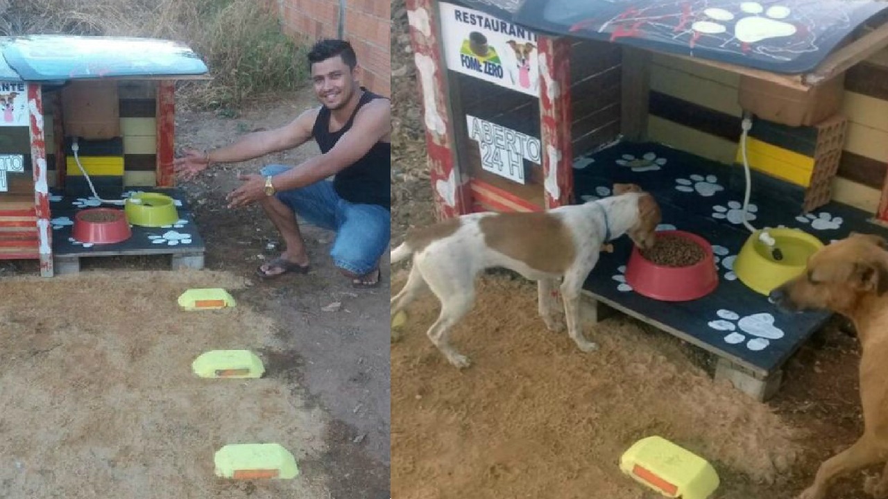 Cani mangiano in strada