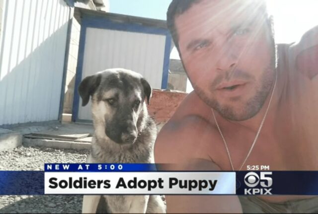 soldato adotta cane