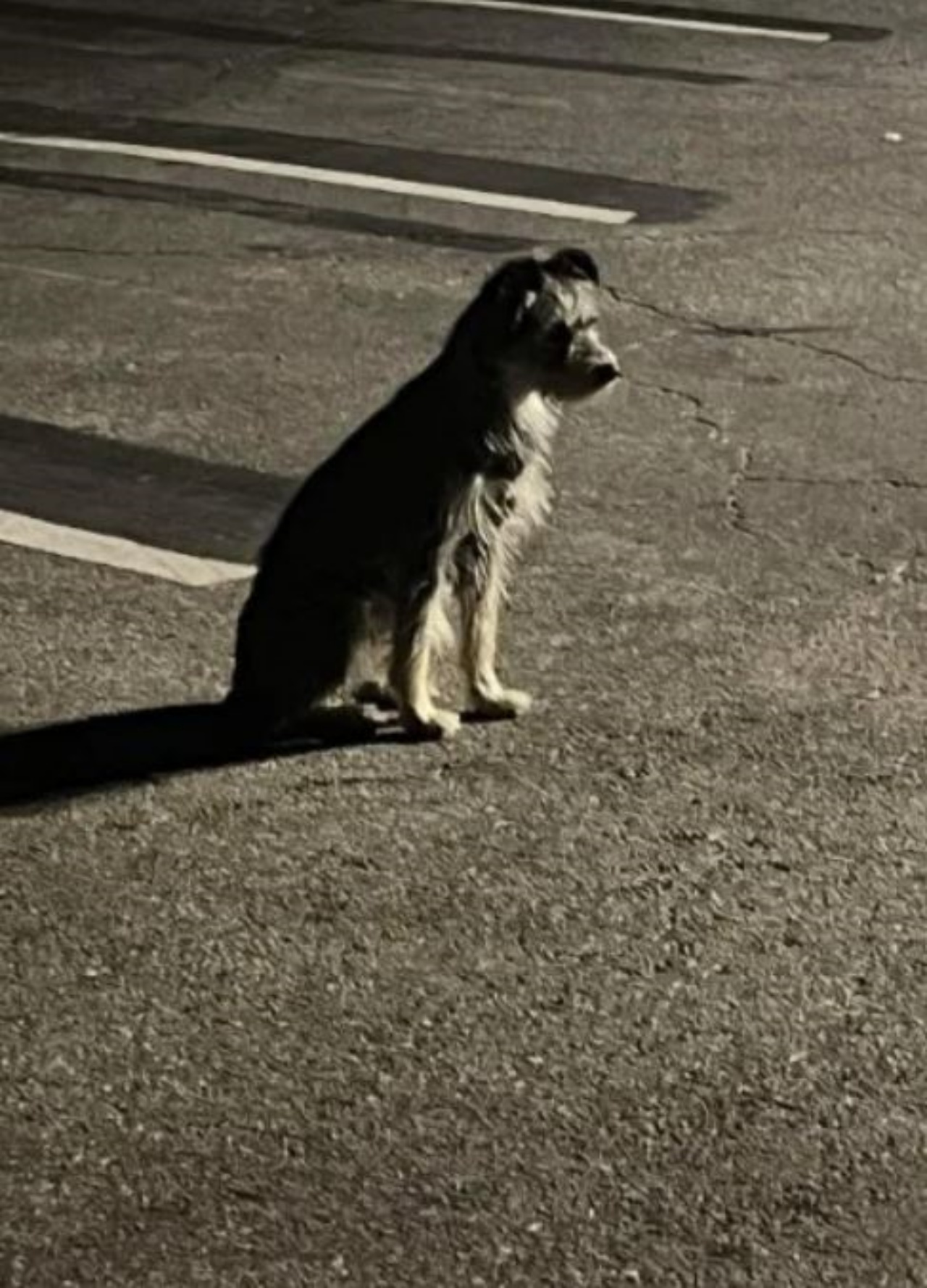 un cane che aspetta in un parcheggio