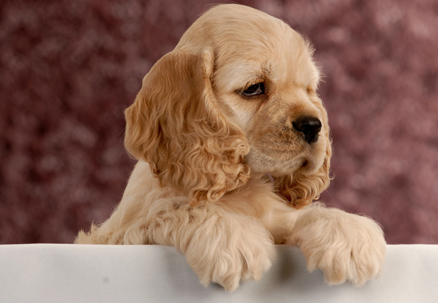 cucciolo di cane cocker americano