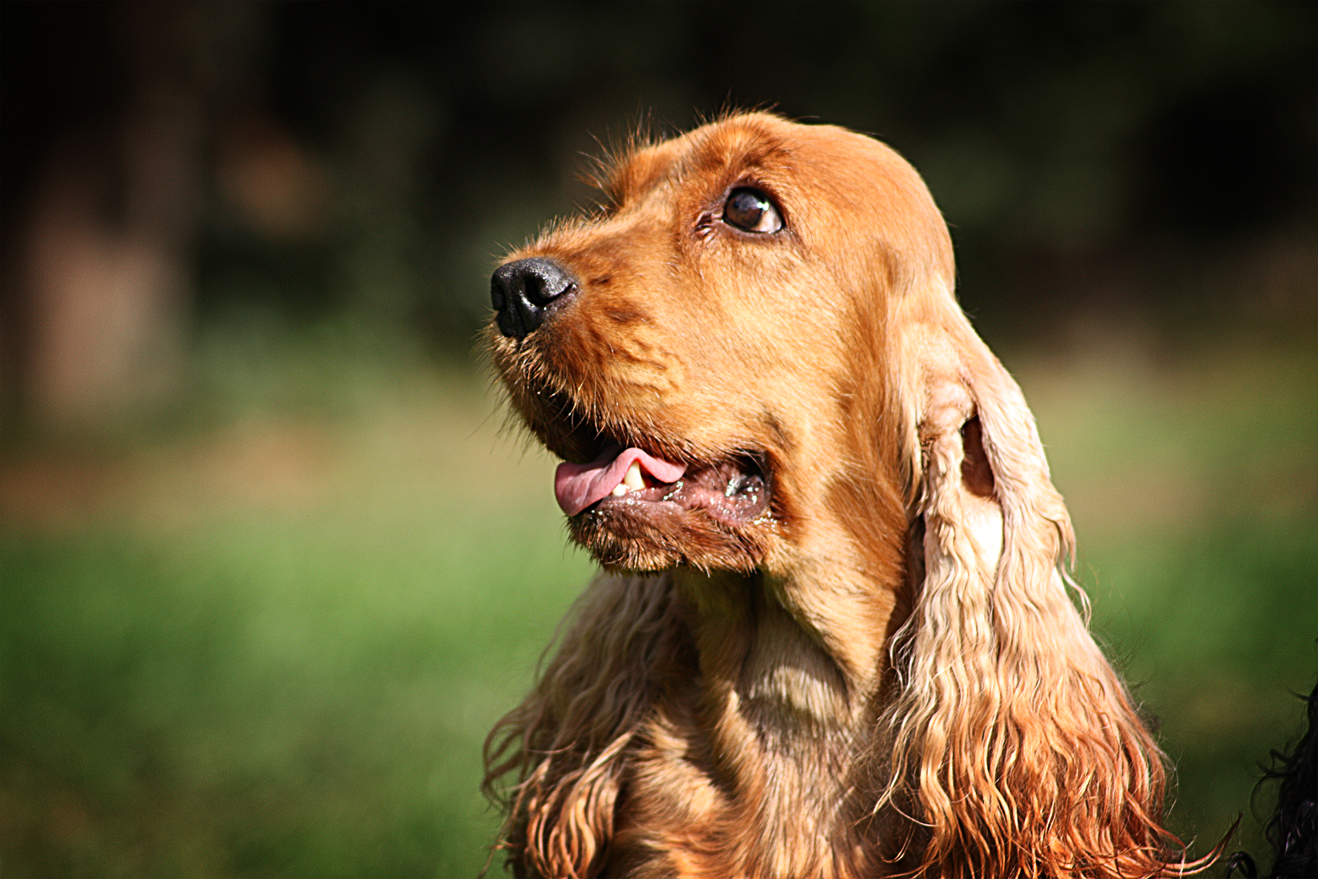 cane cocker spaniel marrone