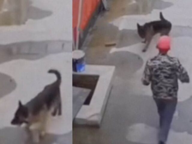 Stavano camminando insieme, poi il suo amico cade in un tombino: il cane fa di tutto per chiedere aiuto e salvarlo