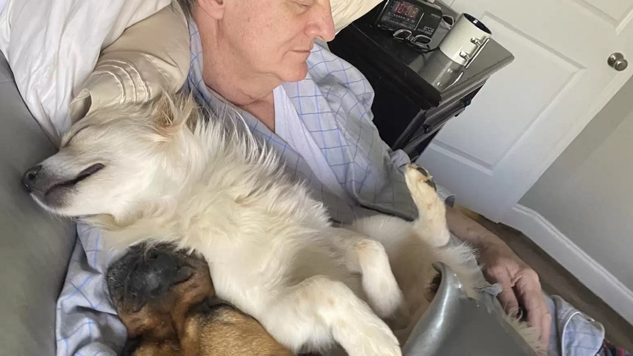 Uomo dorme con i cani