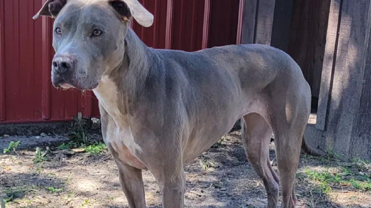 Cane grigio di media taglia