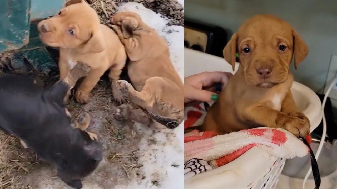 Cuccioli di cane