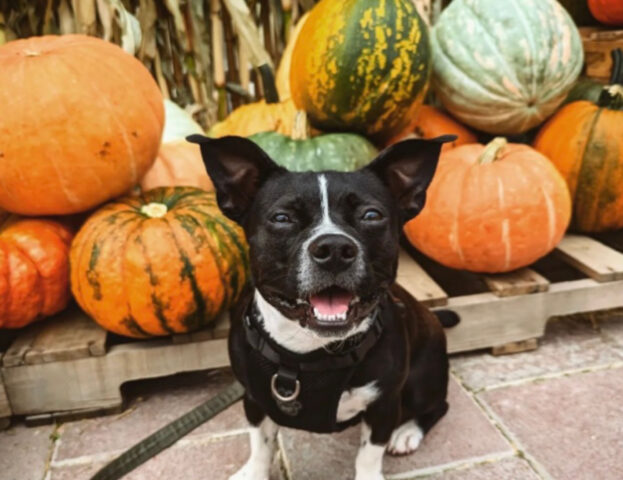 5 foto di cani che sono visibilmente (e disperatamente) innamorati dell’autunno