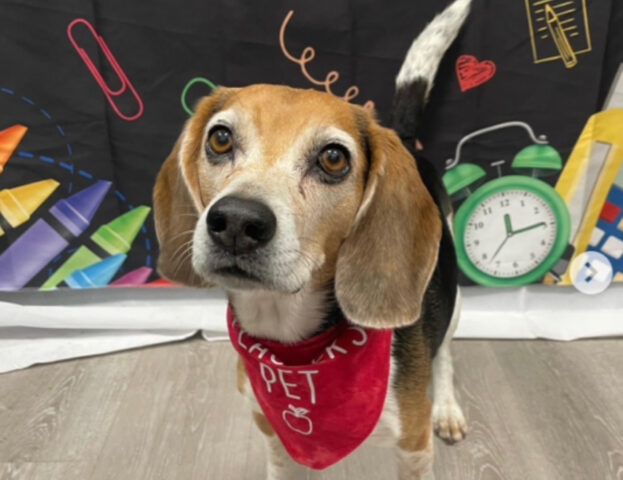 5 foto di cani pronti per andare (o tornare) a scuola e affrontare l’anno con stile