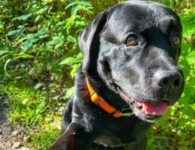 5 foto di dolcissimi cani tutti neri, che smentiscono il mito secondo cui sarebbero spaventosi