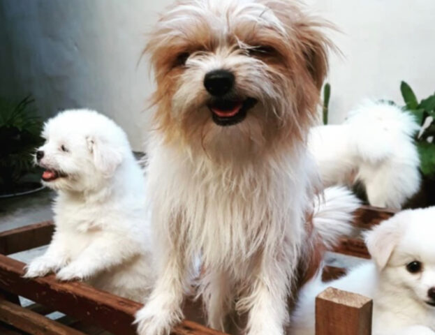 5 foto di mamme cane con i loro cuccioli che ti faranno sciogliere per la tenerezza