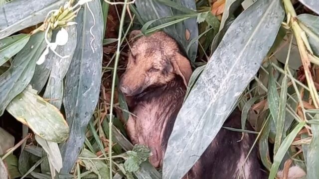 Attaccata da un altro animale, la povera cagnolina si è nascosta in un cespuglio senza più alcuna speranza