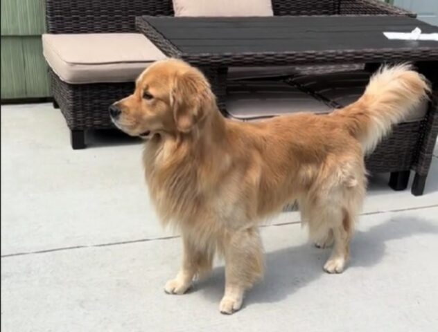 “Attenzione, pericolo”: il Golden Retriever si unisce alla sirena per avvisare tutto il vicinato