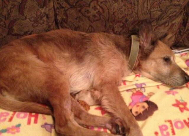 Aveva 16 anni e pensavano stesse per morire, non lo voleva nessuno. Poi una famiglia coraggiosa ha scelto questo cane