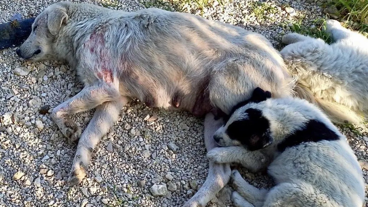 mamma randagia con cuccioli