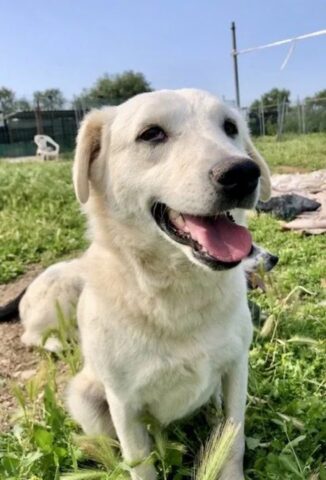 Aveva una zampa anteriore paralizzata, ma la cagnolina badava comunque ai suoi cuccioli: la volontaria l’ha salvata in extremis