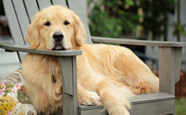 Le hanno “regalato” un cortile tutto per lei e la Golden Retriever non riesce a contenere l’emozione