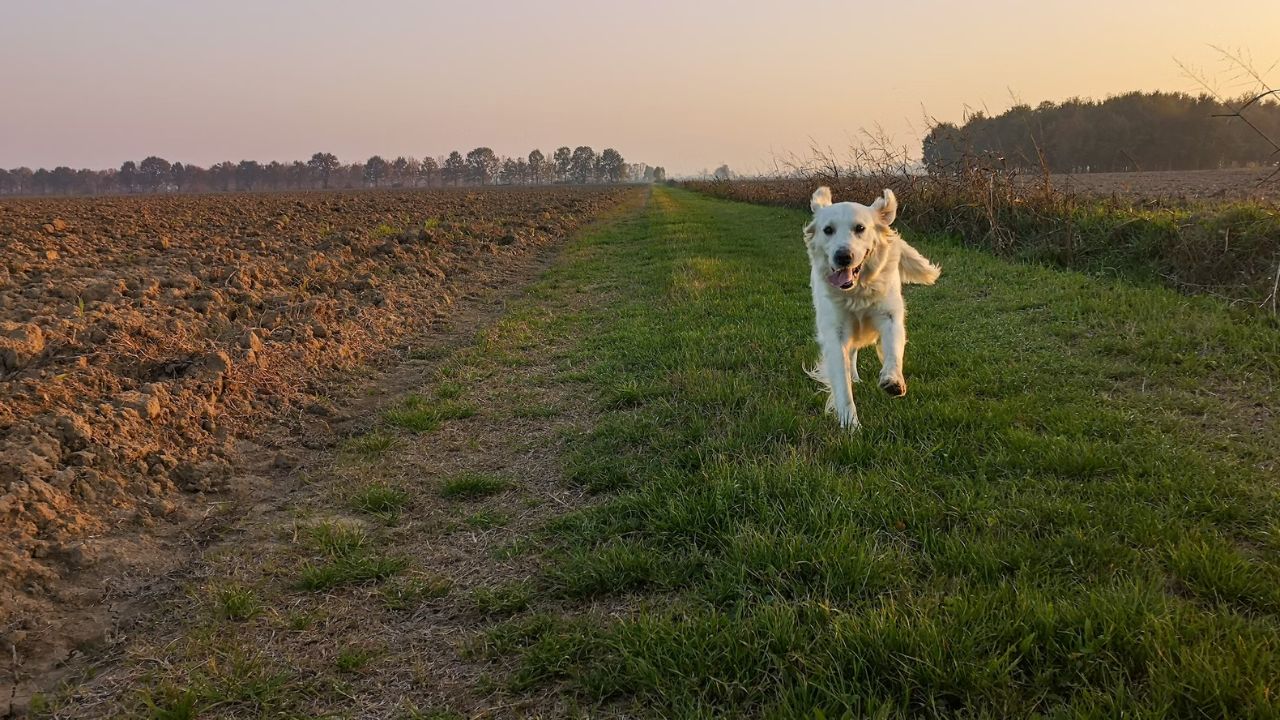 cane che corre