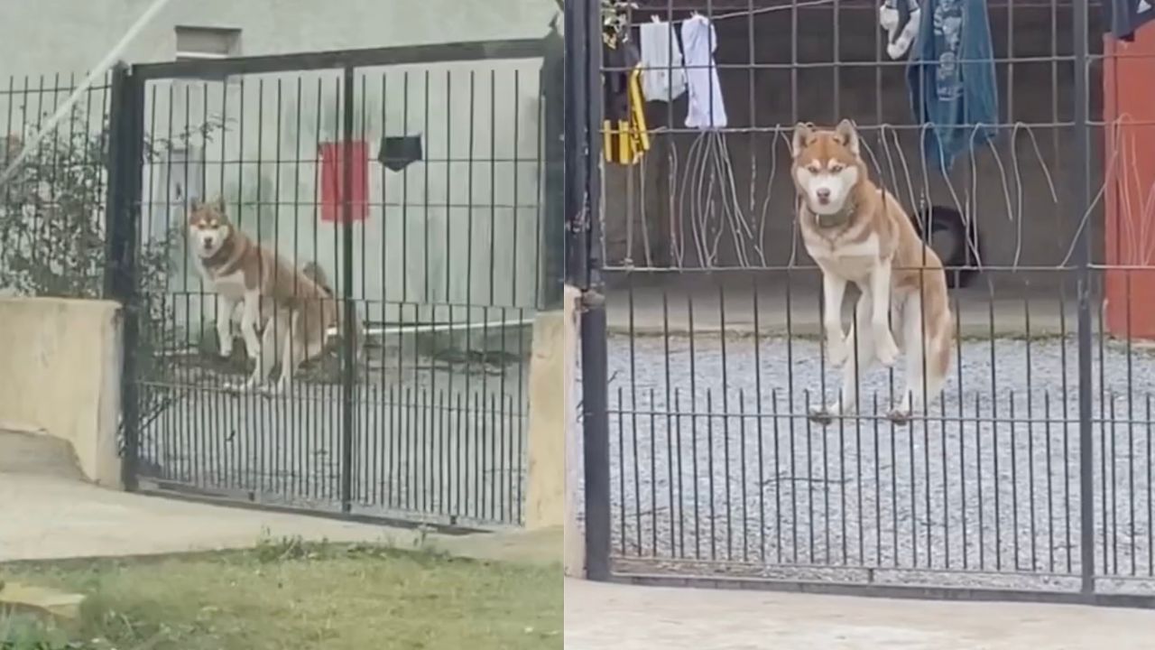 Cane bloccato nel cancello