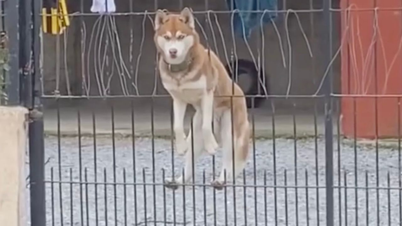 Cane fuori dal cancello