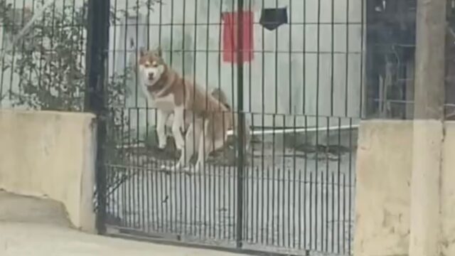 Cos’è successo? Queste persone si trovano davanti a un cane sospeso, in una situazione sorprendente