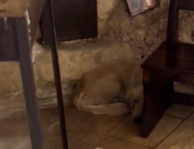 Disidratato e spaventato, questo cane non si fidava di nessuno. Ma poi tutto è cambiato