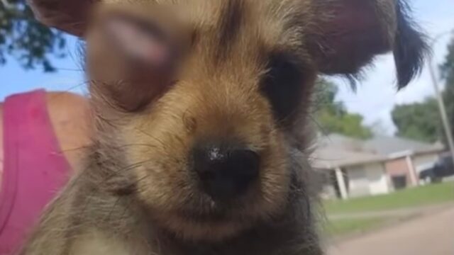 È rimasto cieco per via della negligenza dei suoi vecchi padroni: ora questo cane sta ritrovando la gioia di vivere