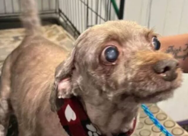 È stato salvato dalla casa dov’è morto il proprietario, questo cane anziano ora è irriconoscibile