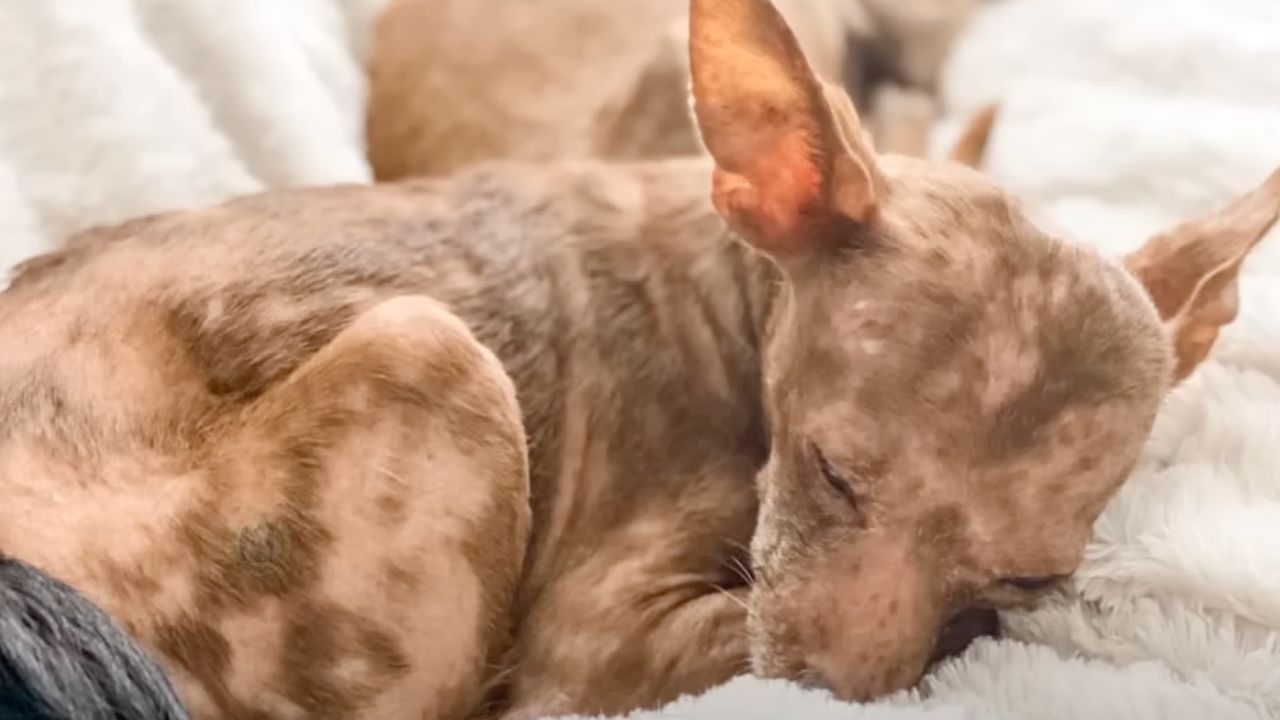 cagnolino dorme