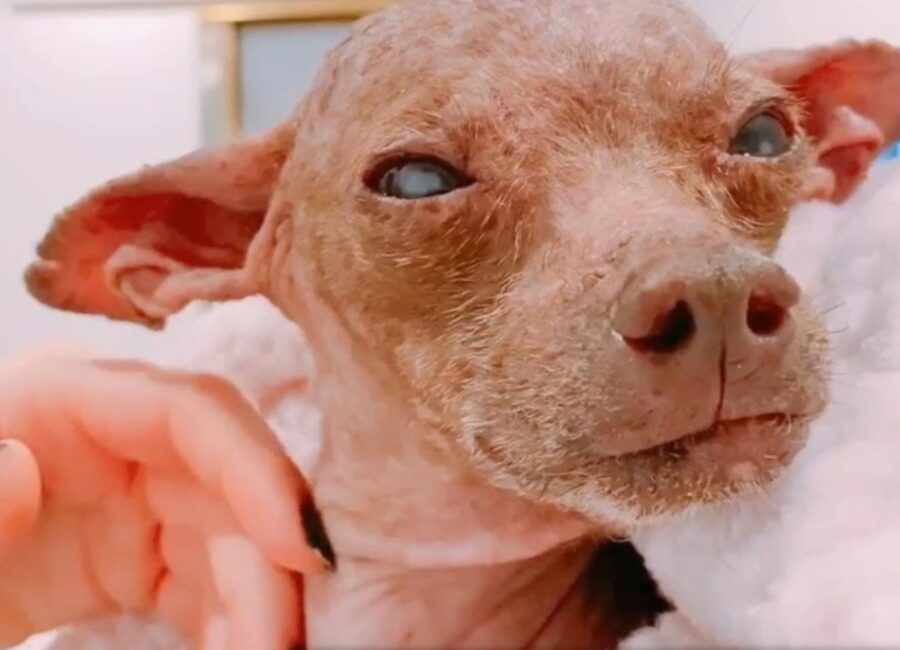 cagnolino critico