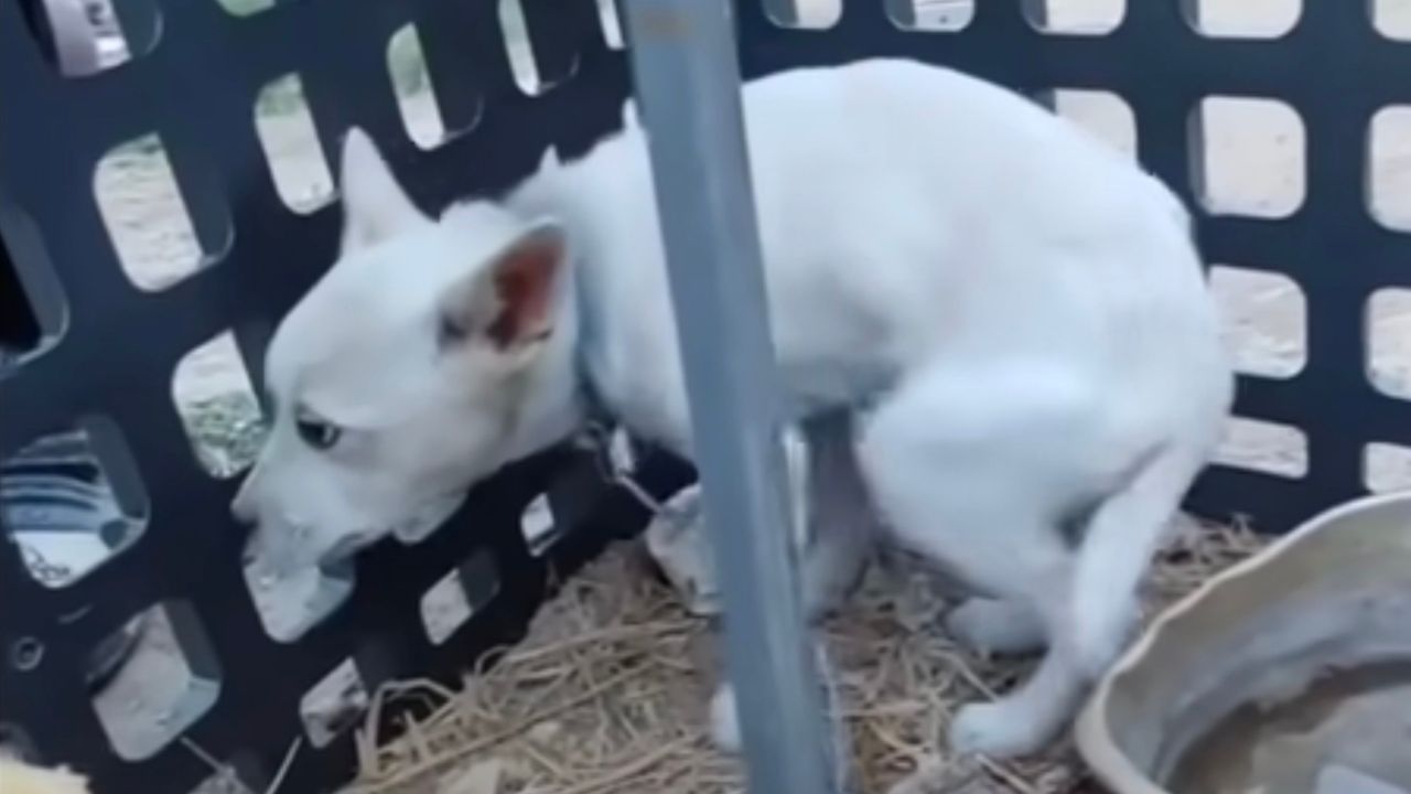 Cane bianco incatenato