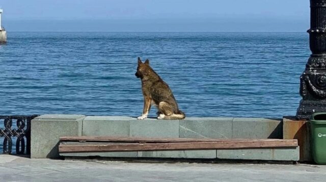 Ha aspettato per dodici anni che il suo padrone tornasse dal mare: ora il cane Mukthar è volato sul ponte