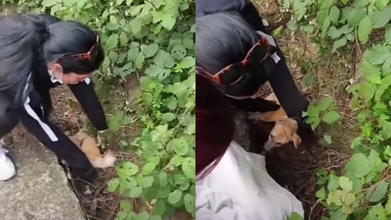 cagnolino in un fosso