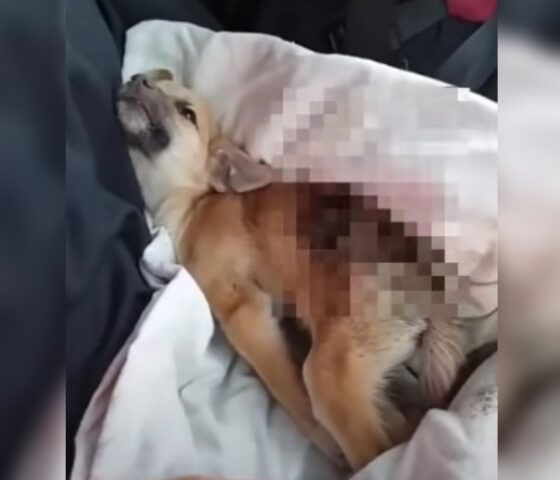 Ha pianto, nelle profondità del fosso, per oltre 72 ore: nessuno sembrava sentire il cagnolino