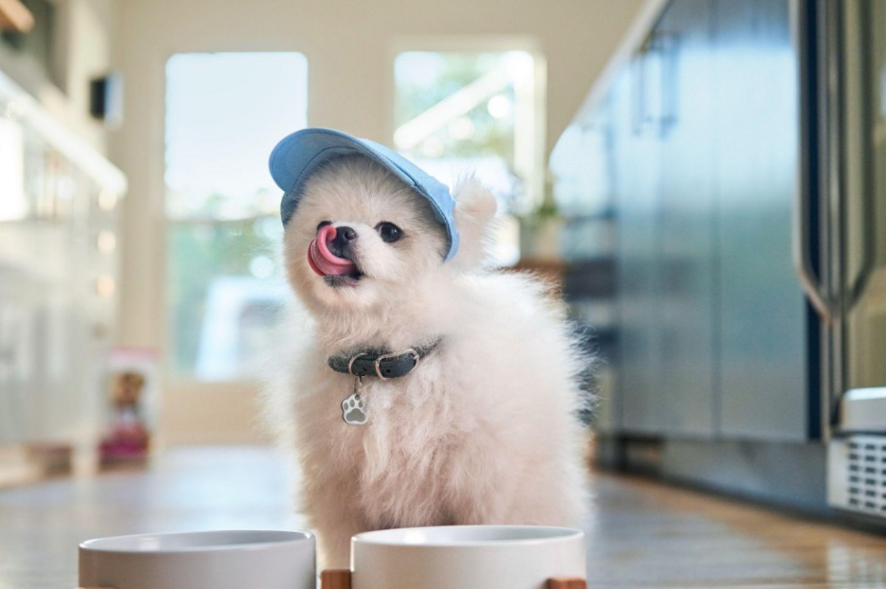 cucciolo che si lecca dopo aver mangiato