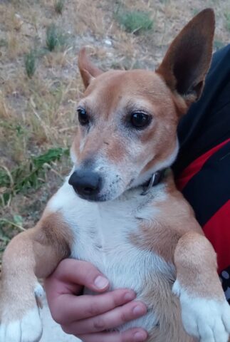 I bambini salvano un cane e lo riportano ai suoi padroni: “Lo abbiamo imparato a scuola”