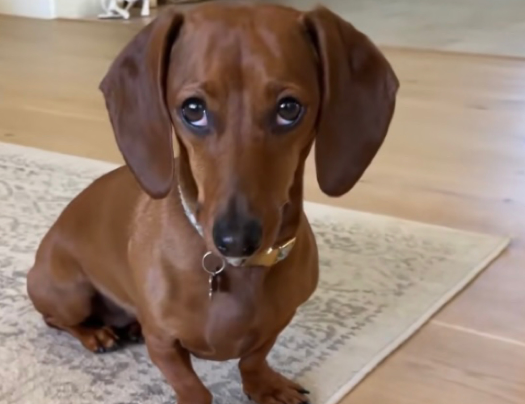 Cucciolo con lo sguardo basso