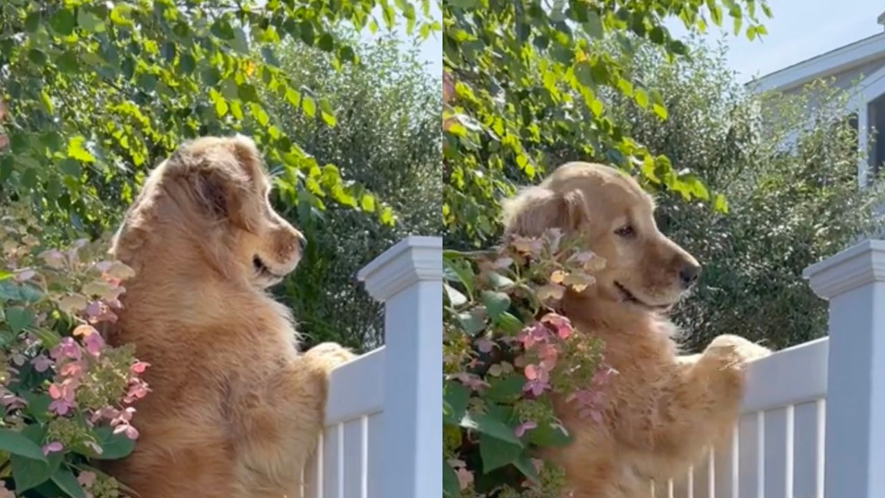 Golden Retriever guarda la casa dei vicini