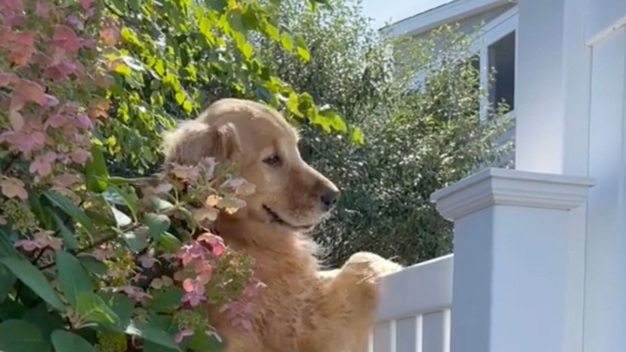 Golden Retriever guarda oltre il recinto